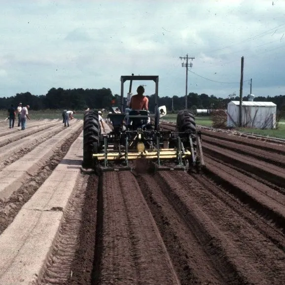 thumbnail for publication: Fertilization of Strawberries in Florida